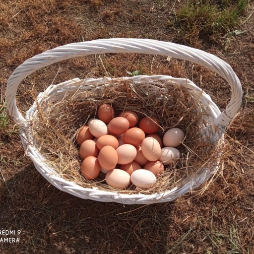 Zdjęcie oferty: Jajka, jaja, wiejskie, świeże. 