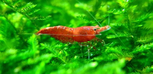 Zdjęcie oferty: Krewetki Red Cherry neocaridina 