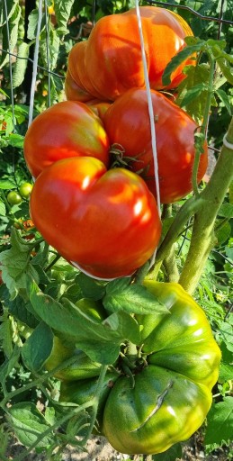 Zdjęcie oferty: Pomidor Milionaire nasiona kolekcjonerskie