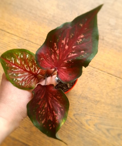 Zdjęcie oferty: Caladium Red flash 