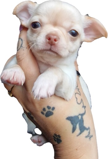 Zdjęcie oferty: Piesek Chihuahua. Krótkowłosy biszkoptowy. Kalwin