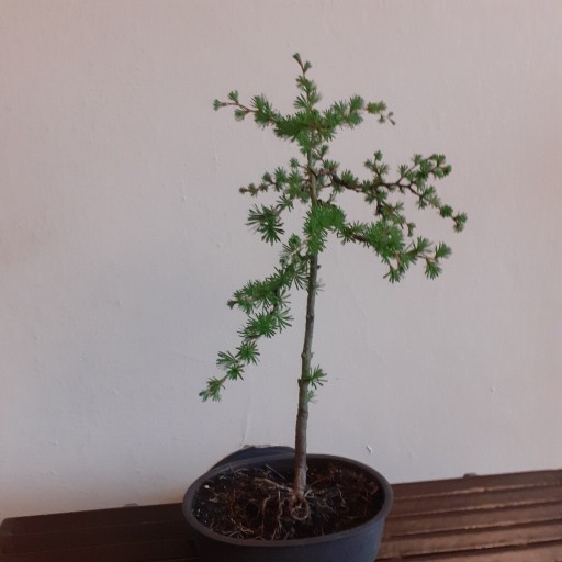 Zdjęcie oferty: Modrzew japonski bonsai  