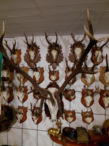 Zdjęcie oferty: WIENIEC JELEŃ BYK REGULARNY DWUNASTAK 6kg850 gram. 