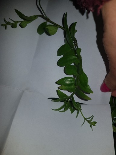 Zdjęcie oferty: Aeschynanthus Japhrolepis 