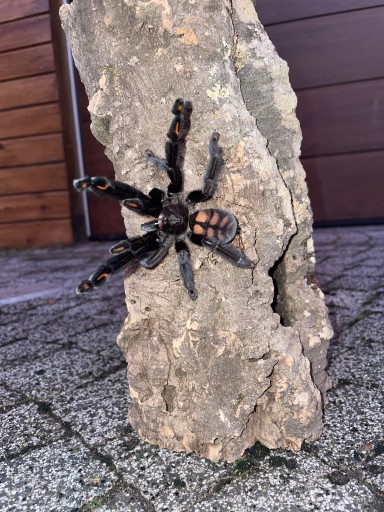 Zdjęcie oferty: Heteroscodra maculata 6dc