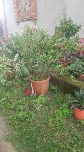 Zdjęcie oferty: Oleander