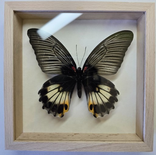 Zdjęcie oferty: Motyl w gablotce Papilio Memnon Memnon