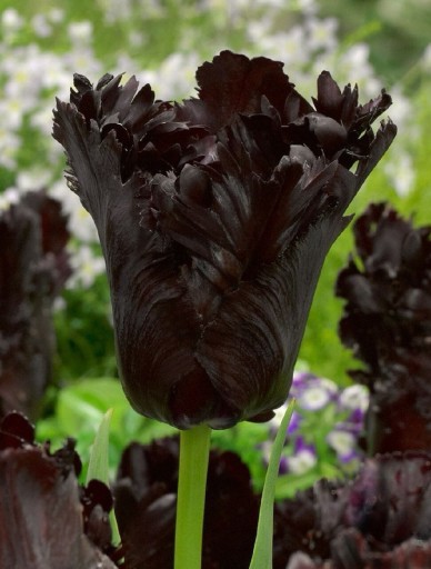 Zdjęcie oferty: Tulipan Czarna Papuga (z Holandii)