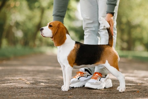 Zdjęcie oferty: Beagle