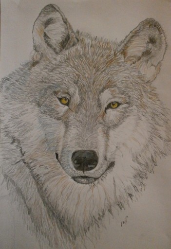 Zdjęcie oferty: Portret wilka,rysunek,olowek