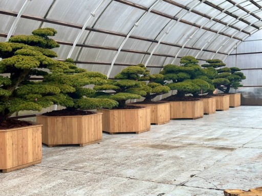 Zdjęcie oferty: Bonsai z Japonii Pinus parviflora