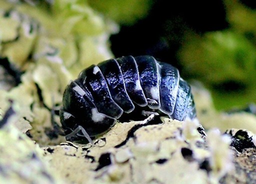 Zdjęcie oferty: Armadillidium corcyraeum 10 szt isopody prosionki