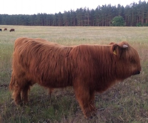 Zdjęcie oferty: Highland Cattle, krowy szkockie,bydło mięsne, byk