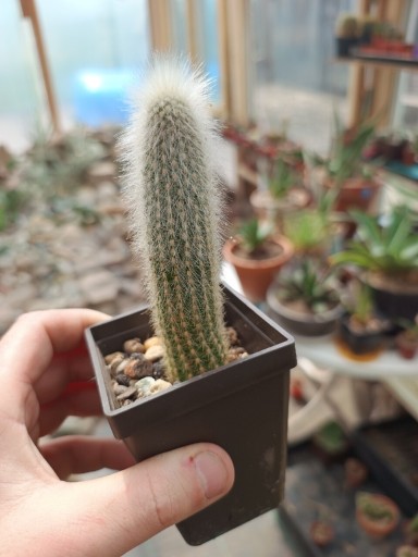 Zdjęcie oferty: CLEISTOCACTUS STRAUSII