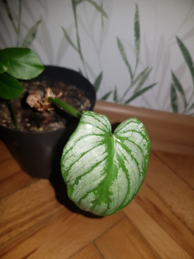 Zdjęcie oferty: Philodendron filodendron mamei