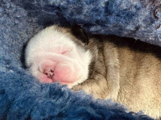 Zdjęcie oferty: Piękne szczeniaczki rasy Buldog Angielski