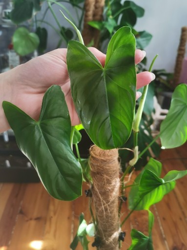 Zdjęcie oferty: Philodendron Nangaritense 