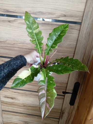 Zdjęcie oferty: Philodendron 