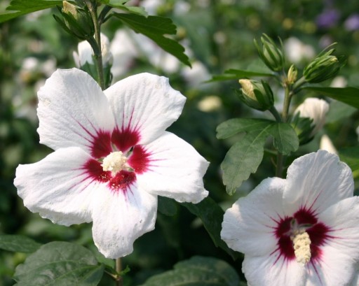 Zdjęcie oferty: Hibiskus RED HEART - Ketmia syryjska sadzonka