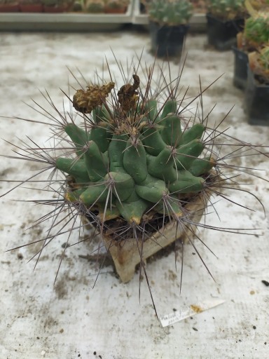 Zdjęcie oferty:  Kaktusy Thelocactus matudae