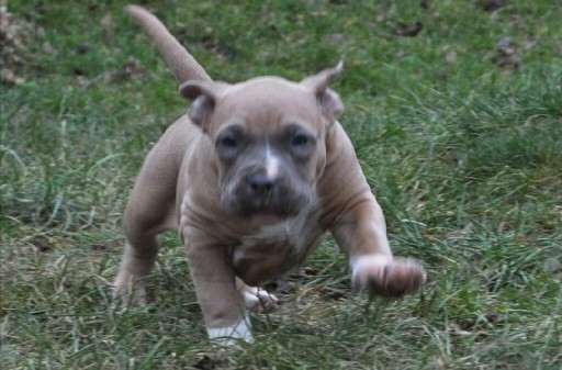 Zdjęcie oferty: Amstaff/Szczenięta/American Staffordshire Terrier 