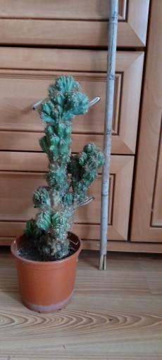 Zdjęcie oferty: Cereus