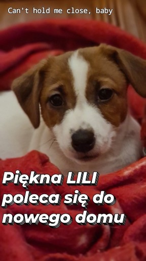 Zdjęcie oferty: Gładkowłose Jack Russell Terrier 