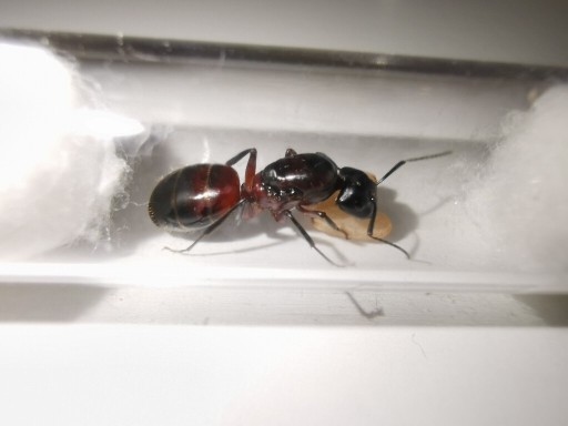 Zdjęcie oferty: Mrówki Camponotus ligniperda - samotna królowa 