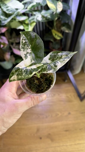 Zdjęcie oferty: Alocasia 'Frydek' variegata sadzonka 2