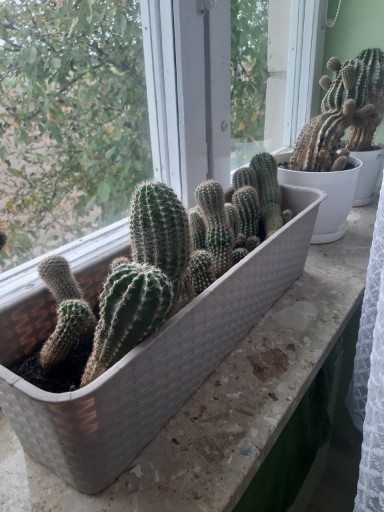 Zdjęcie oferty: Kaktusy kaktus 20 sztuk 10-15 cm wysokości