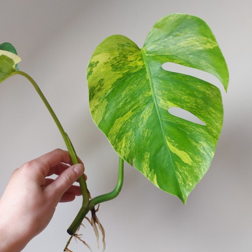 Zdjęcie oferty: Monstera Aurea Marmorata sadzonka szczytowa