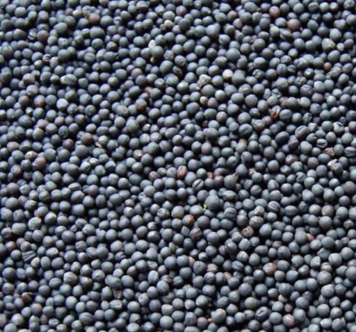 Zdjęcie oferty: Nasiona rzepaku z własnego gospodarstwa 24kg