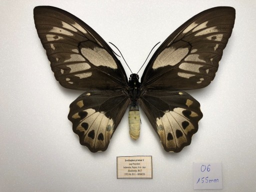 Zdjęcie oferty: Entomologia Ornithoptera priamus ssp. Poseidon A1-