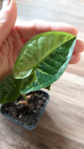 Zdjęcie oferty: Syngonium Panda 