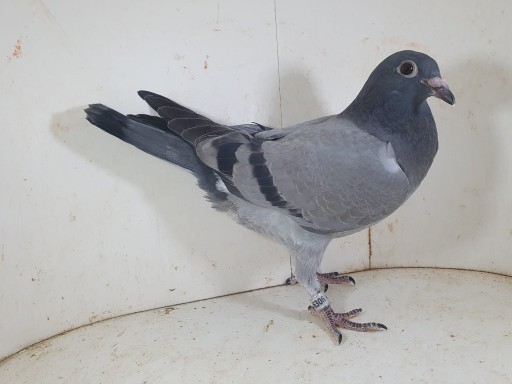 Zdjęcie oferty: Młody Prange Inbred Ringlose x Linia BAK 17 Marcel Aelbrecht