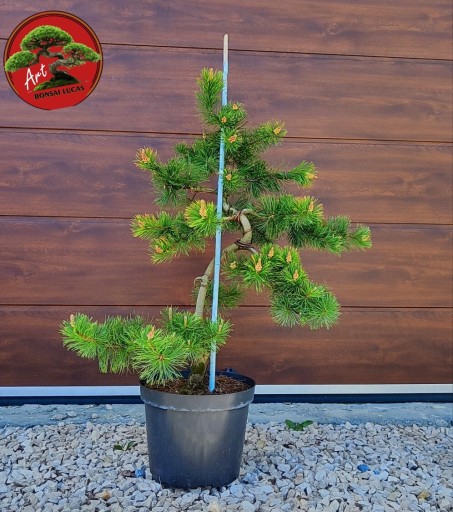 Zdjęcie oferty: Sosna Gęstokwiatowa formowana na wzór Bonsai 85cm