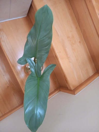Zdjęcie oferty: Filodendron philodendron silver queen