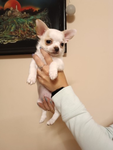 Zdjęcie oferty: Chihuahua szczeniaki 