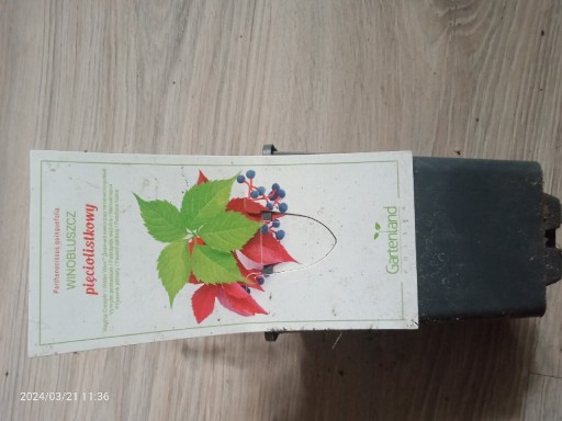 Zdjęcie oferty: winobluszcz parthenocissus quinquefolia