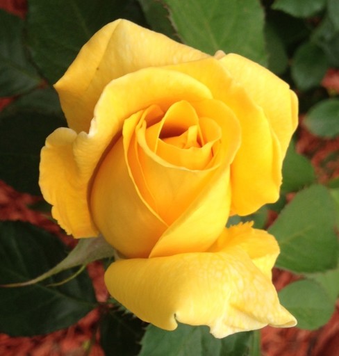 Zdjęcie oferty: Róża wielkokwiatowa | ŻÓŁTA - pachnąca