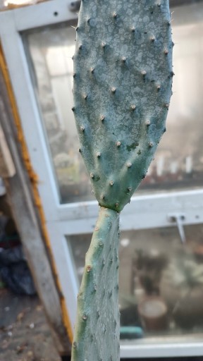 Zdjęcie oferty: OPUNTIA FICUS INDICA DUŻA 40CM