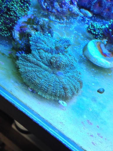 Zdjęcie oferty: Koralowiec Rhodactis zielony fluo