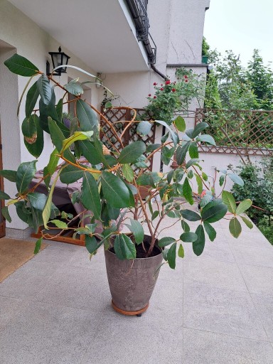 Zdjęcie oferty: Ficus wlochatolistny