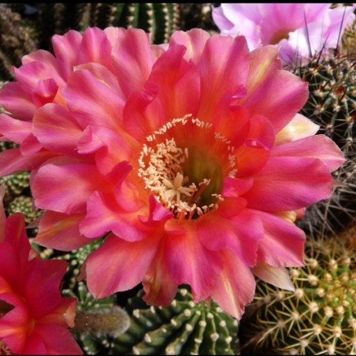 Zdjęcie oferty: kaktus Echinopsis hybryd 23-2000