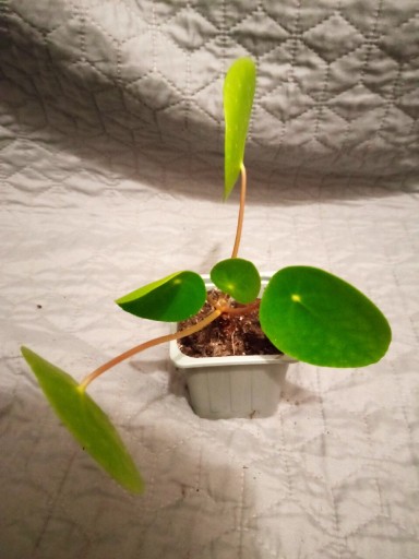 Zdjęcie oferty: Pilea peperomioides pieniążek