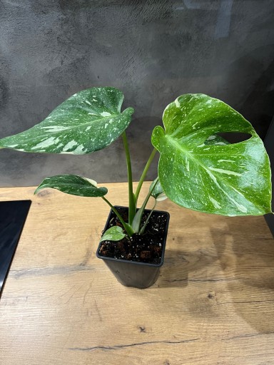 Zdjęcie oferty: Monstera Thai constellation. VARIEGATA