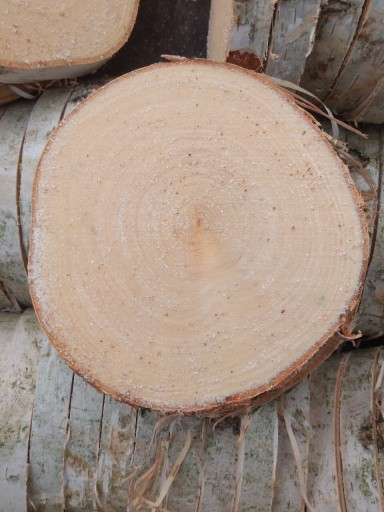 Zdjęcie oferty: Plastry drewna krążki brzozy śr ok 14 cm suche