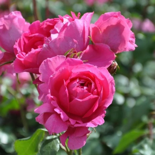 Zdjęcie oferty: Róża Pnąca | RÓŻOWA