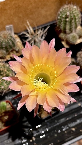 Zdjęcie oferty: kaktus Echinopsis hybryd