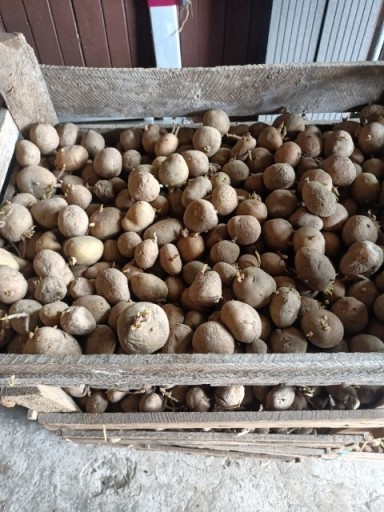 Zdjęcie oferty: Ziemniaki sadzeniaki podkiełkowe